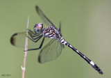 Swift Setwing Dythemis velox