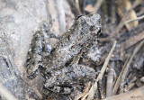 Blanchards Cricket Frog Acris blanchardi