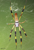 Golden Silk Spider Nephila clavipes