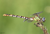 Eastern Ringtail Erpetogomphus designatus