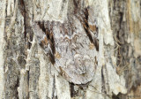 Sad Underwing Moth Catocala maestosa #8793