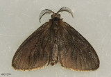 Nigrita Bagworm Moth Cryptothelea nigrita #0441?