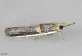 Gold-banded Etiella Moth Etiella zinckenella #5744