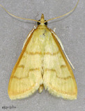 Neohelvibotys arizonensis #4978?