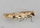 Mesquite Webworm Moth Friseria cockerelli #1916