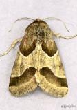 Ragweed Flower Moth Schinia rivulosa #11135