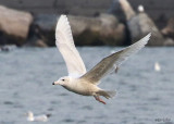 Glaucous Gull