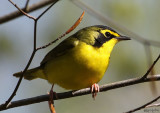 Kentucky Warbler