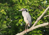 Yellow-crowned Night-Heron