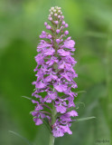 Small Purple Fringed Orchis Platanthera psycodes