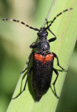 Red-shouldered Pine Borer Stictoleptura canadensis