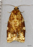 Fruit-tree Leafroller Moth Archips argyrospila #3648