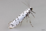 Orchard Ermine Moth Yponomeuta padella #2421