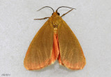 Immaculate Holomelina Moth Virbia immaculata #8124