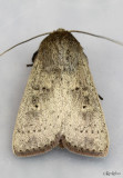 Unarmed Wainscot Moth Leucania inermis #10459