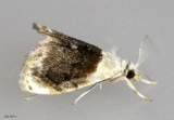 Sooty Lipocosmodes Moth Lipocosmodes fuliginosalis #4888
