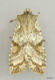 Bethunes Pinion Moth Lithophane bethunei #9887