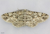 Brown-shaded Gray Moth Iridopsis defectaria #6586