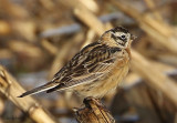 Smiths Longspur