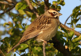 Lark Sparrow