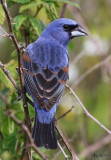 Blue Grosbeak