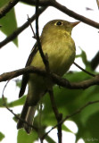 Yellow-bellied Flycatcher