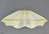 White Slant-Line Moth Tetracis cachexiata #6964