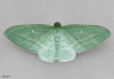 Badwing Moth Dyspteris abortivaria #7648