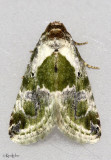 Black-dotted Lithacodia Moth Maliattha synochitis #9049
