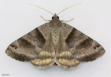 Forage Looper Moth Caenurgina erechtea #8739