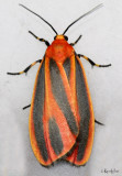 Painted Lichen Moth Hypoprepia fucosa #8090