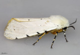 Salt Marsh Moth Estigmene acrea #8131