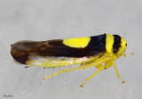 Saddleback Leafhopper Colladonus clitellarius