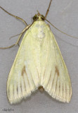 Greenish-Yellow Sitochroa Moth Sitochroa palealis #4986.1