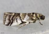 Leaf Crumpler Moth Acrobasis indigenella #5651