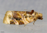 Red-banded Leafroller Moth Argyrotaenia velutinana #3597