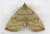 Grayish Zanclognatha Moth Zanclognatha pedipilalis #8348