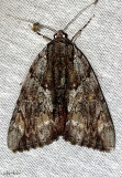 Inconsolable Underwing Moth Catocala insolabilis #8791