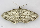 Small Engrailed Moth Ectropis crepuscularia #6597