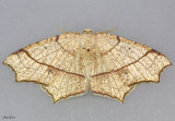 Oak Besma Moth Besma quercivoraria #6885