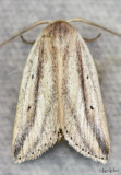 Feeble Grass Moth Amolita fessa #9818