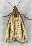 Bronzy Macrochilo Moth Macrochilo orciferalis #8360