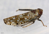 Japanese Leafhopper - Orientus ishidae