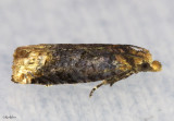 Buff-tipped Phaneta Moth Eucosma ochroterminana #2929
