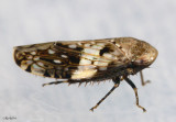 Leafhopper - Menosoma cinctum