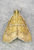 White-roped Glaphyria Moth Glaphyria sesquistrialis #4870