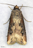 Ipsilon Dart Moth Agrotis ipsilon #10663