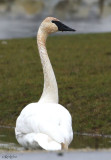 Trumpeter Swan