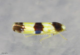 Three-banded Leafhopper - Erythroneura tricincta