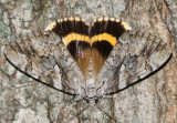 Yellow-banded Underwing Catocala cerogama #8802